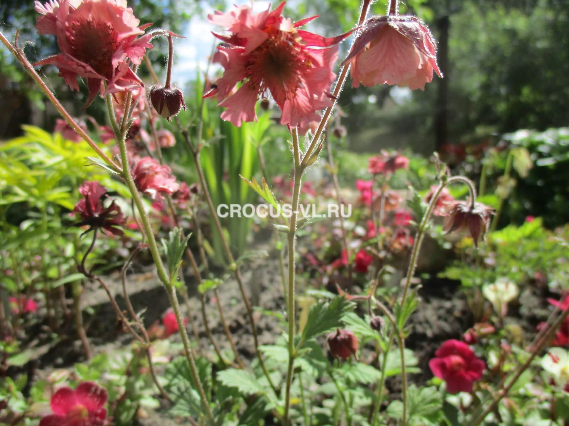 Гравилат чилийский «Pink Fluffy»